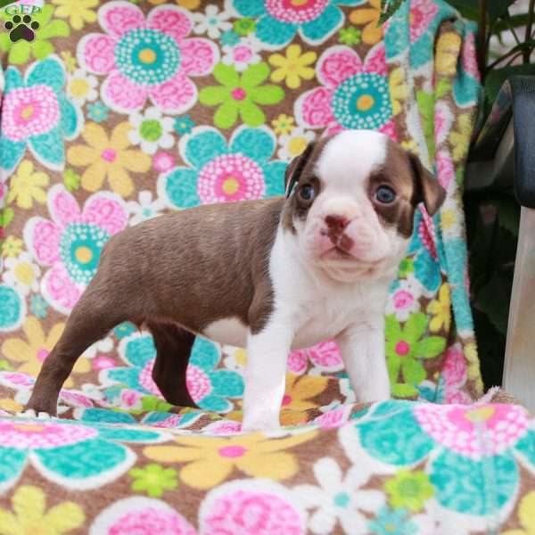 Kellie, Boston Terrier Puppy